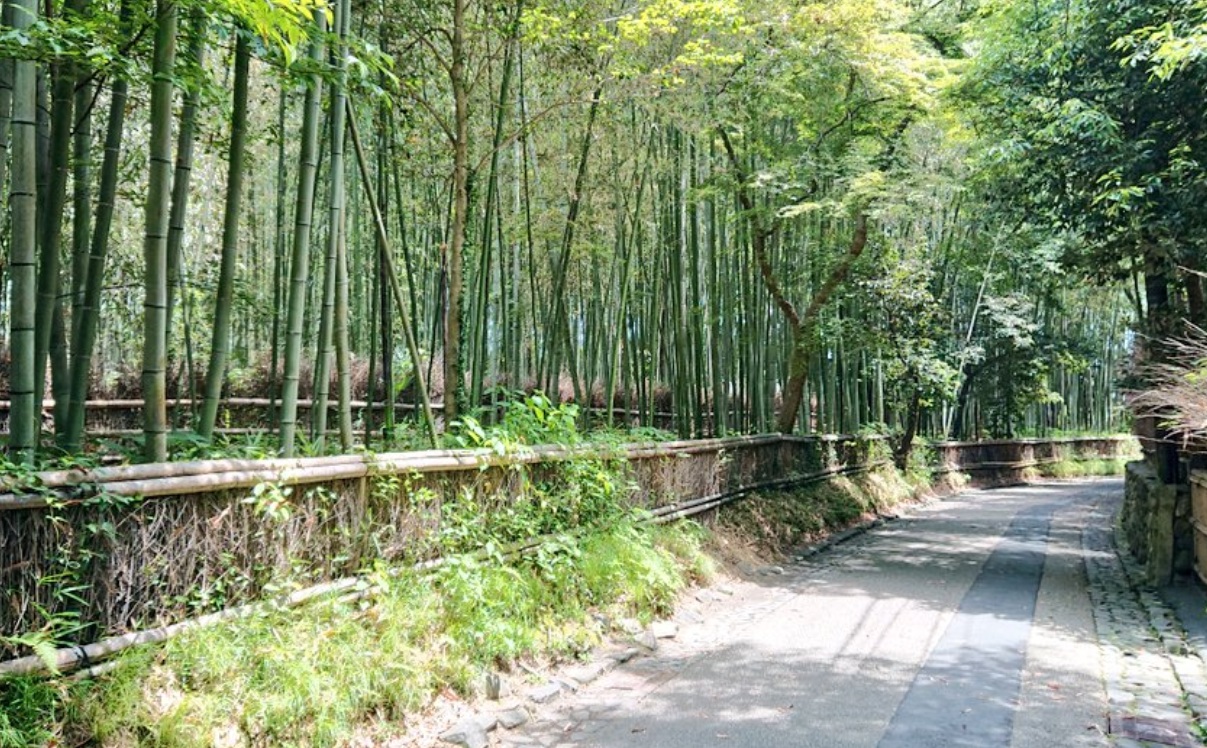 野宮神社　竹林の小径